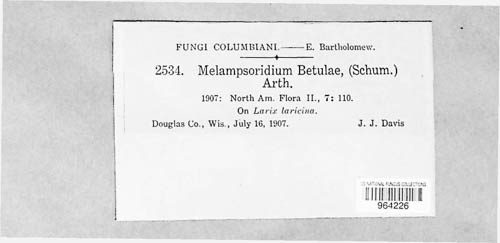 Melampsoridium betulinum image